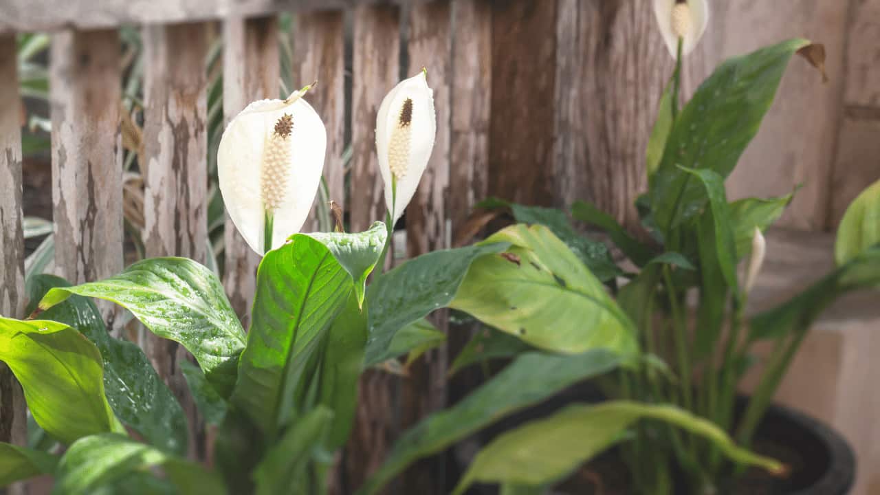 How to Care for Peace Lily Outdoors? 