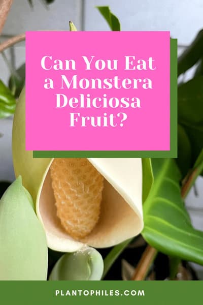 你能吃到一种美味的水果吗?