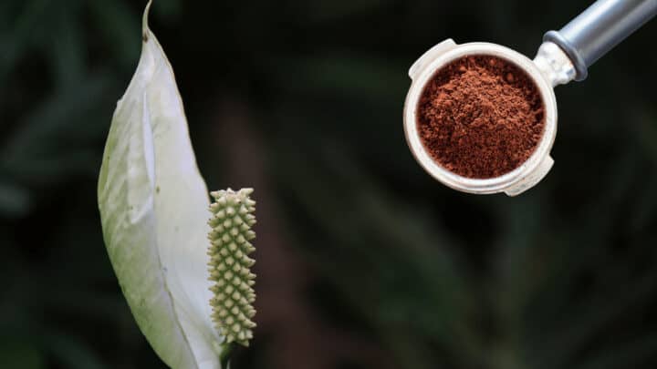 5 Benefits using Coffee Grounds for Peace Lilies