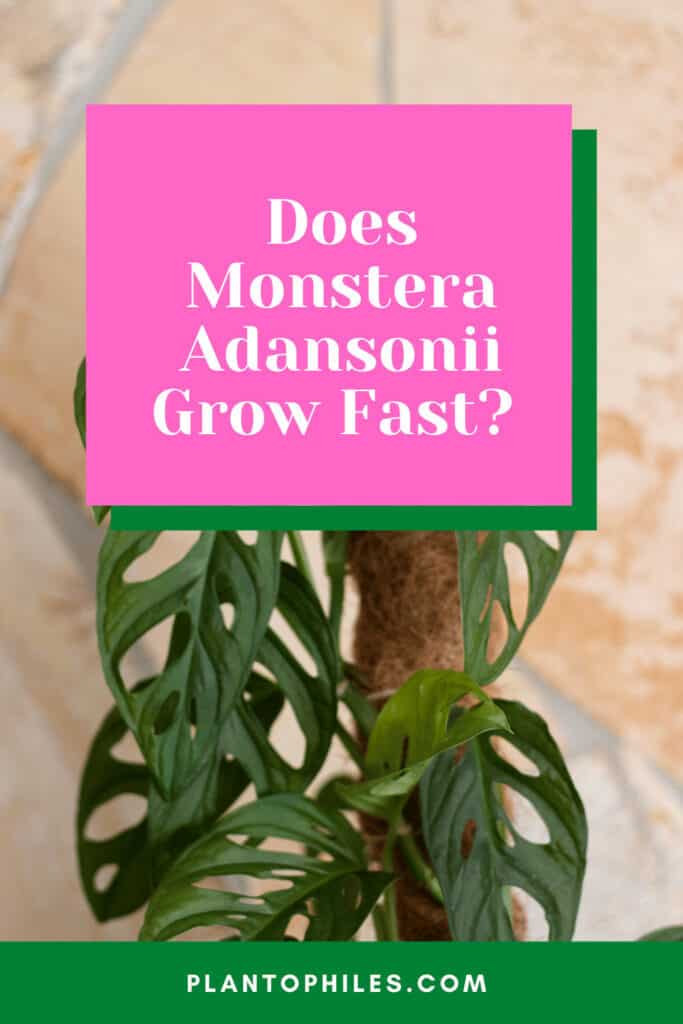 does-monstera-adansonii-grow-fast-1-best-answer