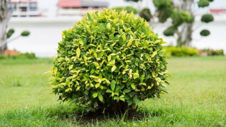 Ficus Altissima In-depth Care Guide