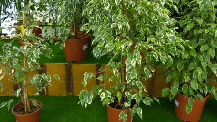Ficus Benjamina Care – Best Kept Secrets!
