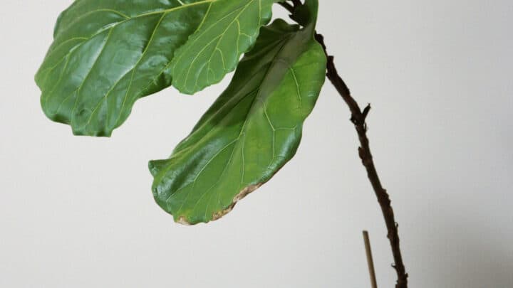 Why Fiddle Leaf Fig Has Brown Leaves & 4 Ways to Treat It