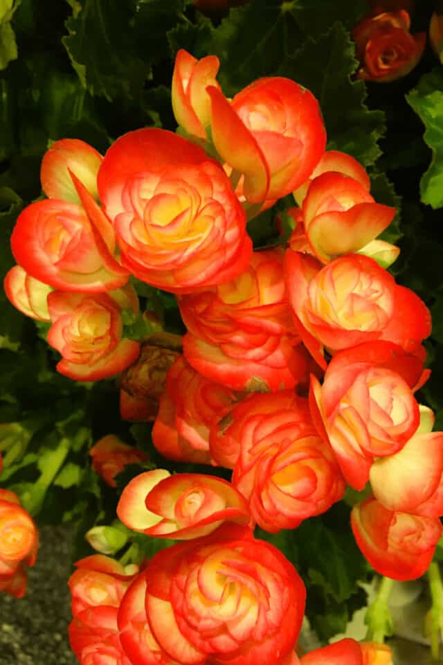 How To Keep Begonias Over Winter 1 Best Tips!