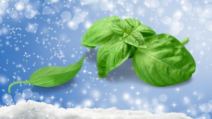Basil and Cold Weather: Here’s What You Need to Know!