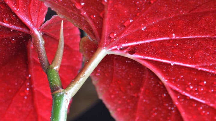 How Often Should You Water Begonias? It depends