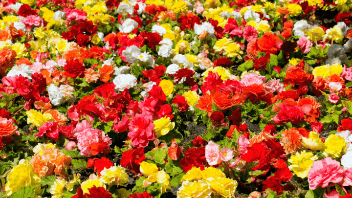 How To Keep Begonias Over Winter – #1 Best Tips!