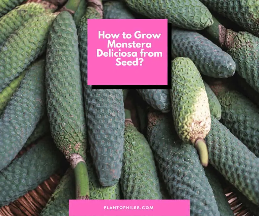 How to Grow Monstera Deliciosa from Seed