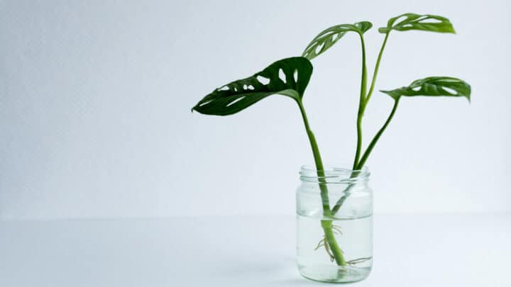 How to Propagate Monstera Adansonii – Step By Step