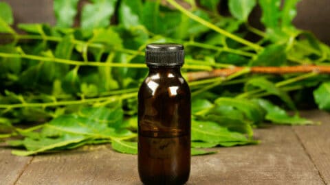 How to Use Neem Oil on Houseplants