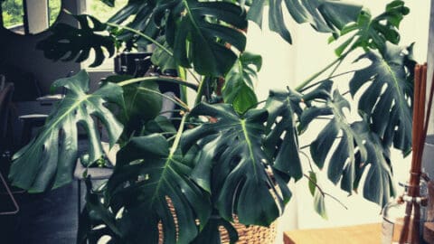 How to Water Monstera Deliciosa – Our Best Tips!