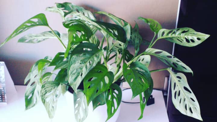 Is Monstera Adansonii Toxic? Read this!