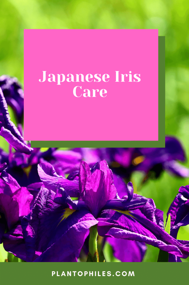 日本Iris保健