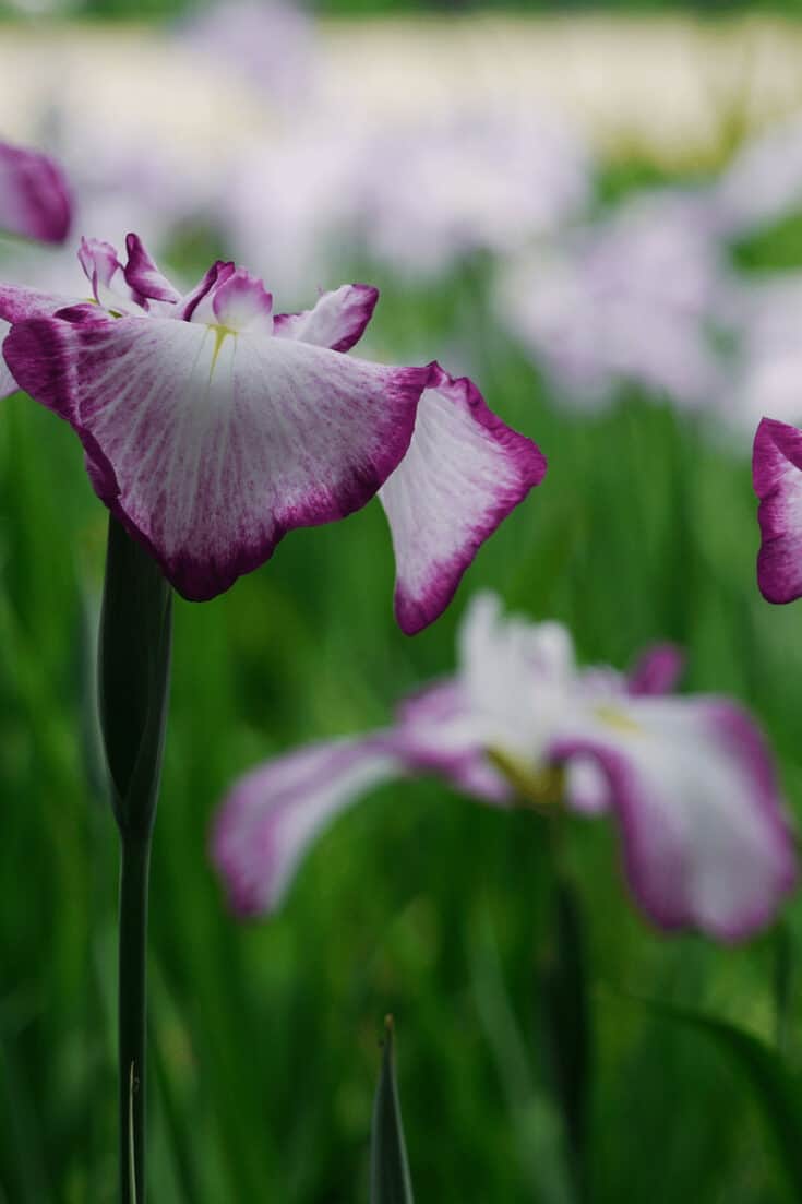 日本Iris需要定期浇水,土壤仍然是潮湿的