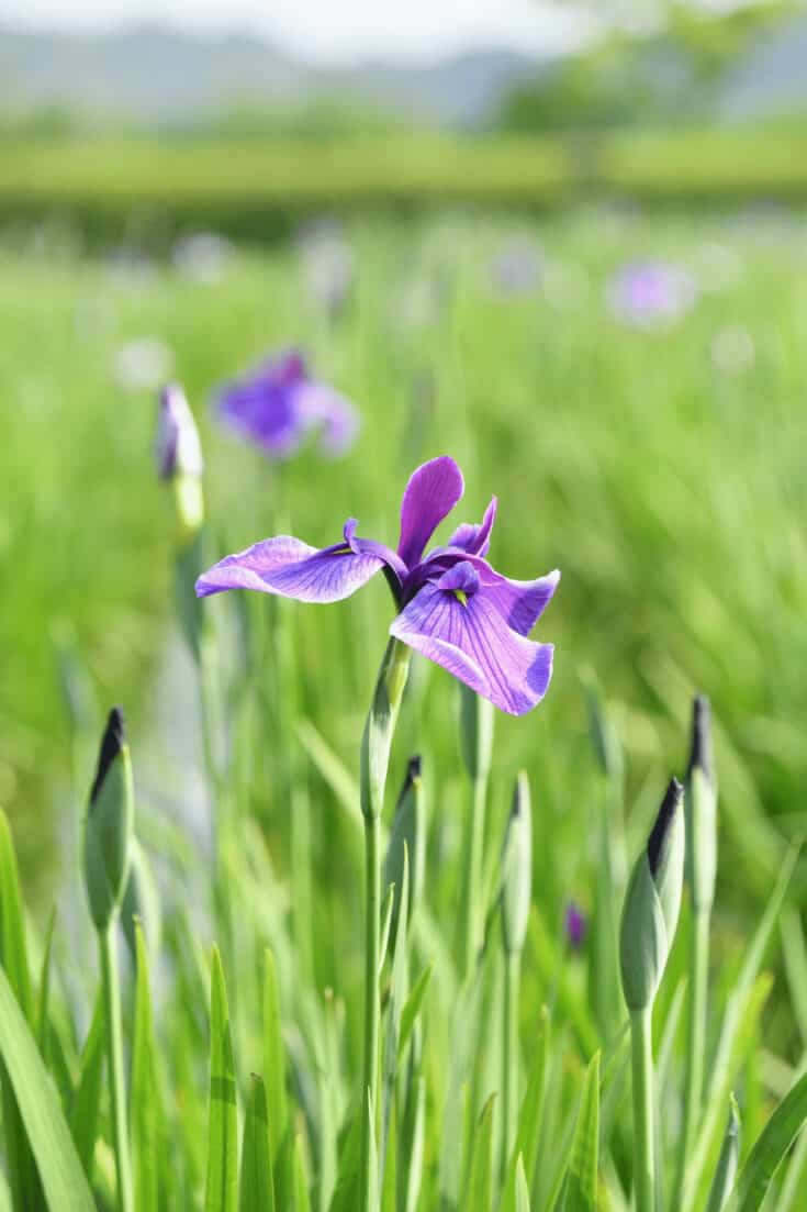 日本Iris需要潮湿的土壤