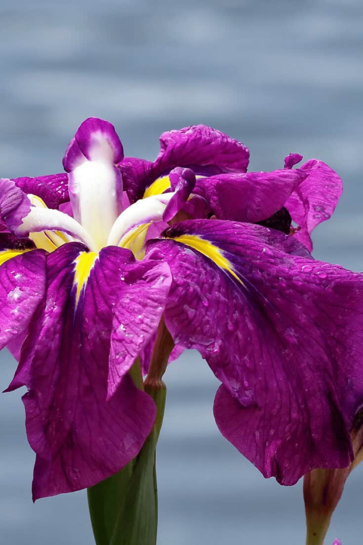日本Iris通常生长与水