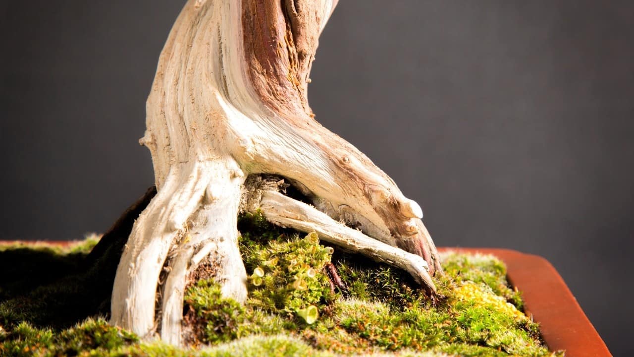 Juniper Bonsai Care The Definitive Guide 