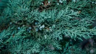 Juniperus scopulorum蓝色箭头杜松