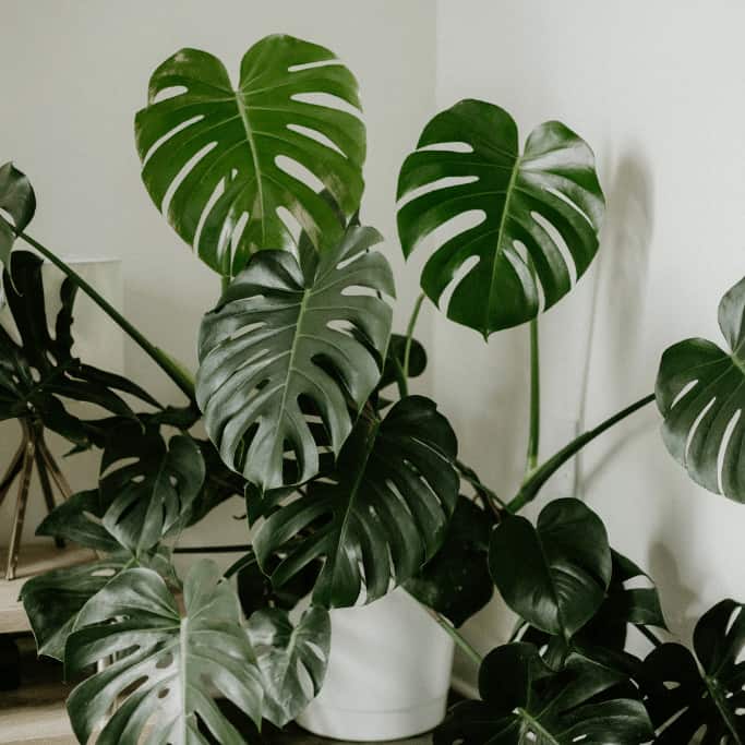 How to Train a Monstera Deliciosa on a Moss Pole