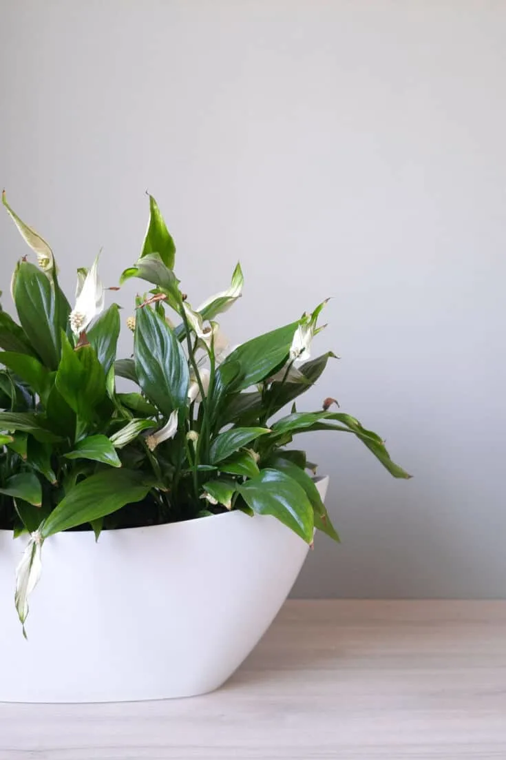 Peace Lilies grow extensive root systems in water and are suited for hydroponic growing