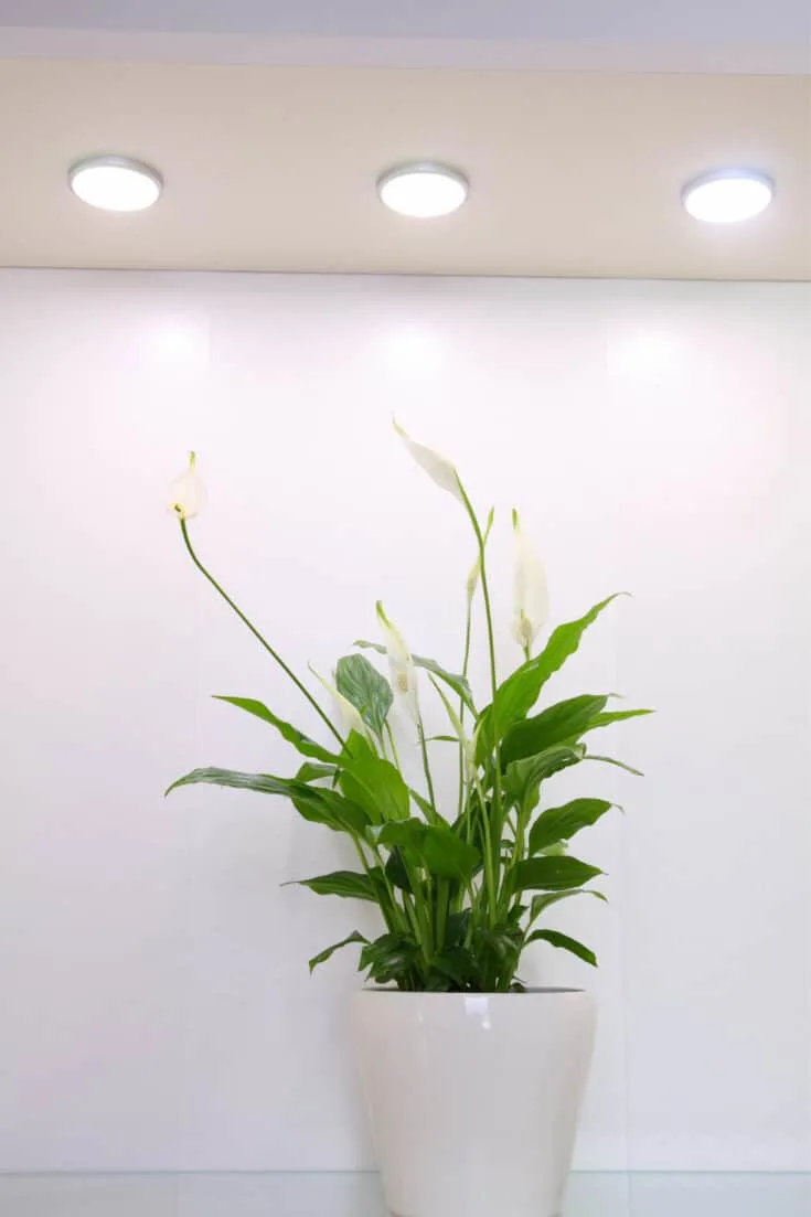 Peace Lilies need to be watered very frequently as they are heavy drinkers