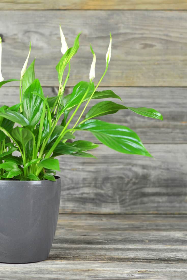 Peace Lilies produce lots of oxygen
