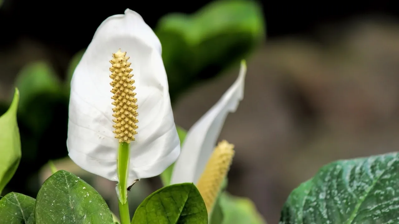 Peace Lily Brown Spots