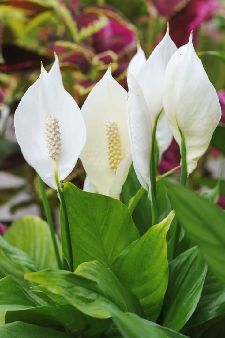 Peace Lily plants grow extremely well in just water