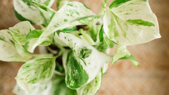 Pearls and Jade Pothos Care: The Definitive Guide