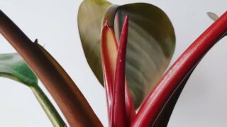 Philodendron Imperial Red Care
