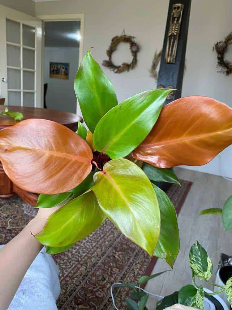 Philodendron Prince of Orange Updated