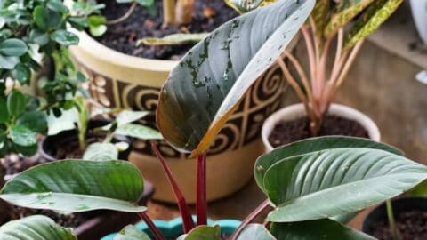 Philodendron“Rojo Congo”防故障护理指南