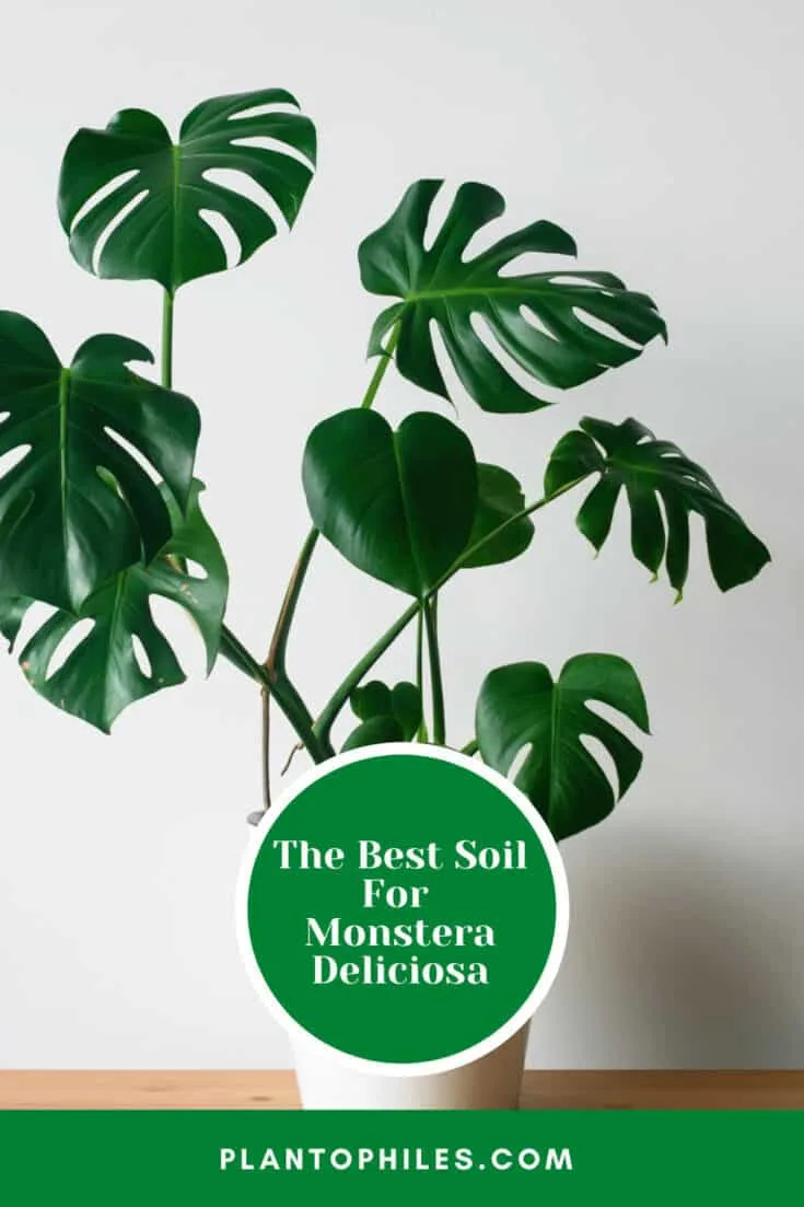 The Best Soil For Monstera Deliciosa