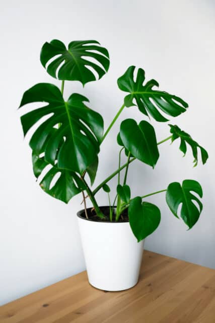 The Best Soil for Monstera Deliciosa - #1 Guide