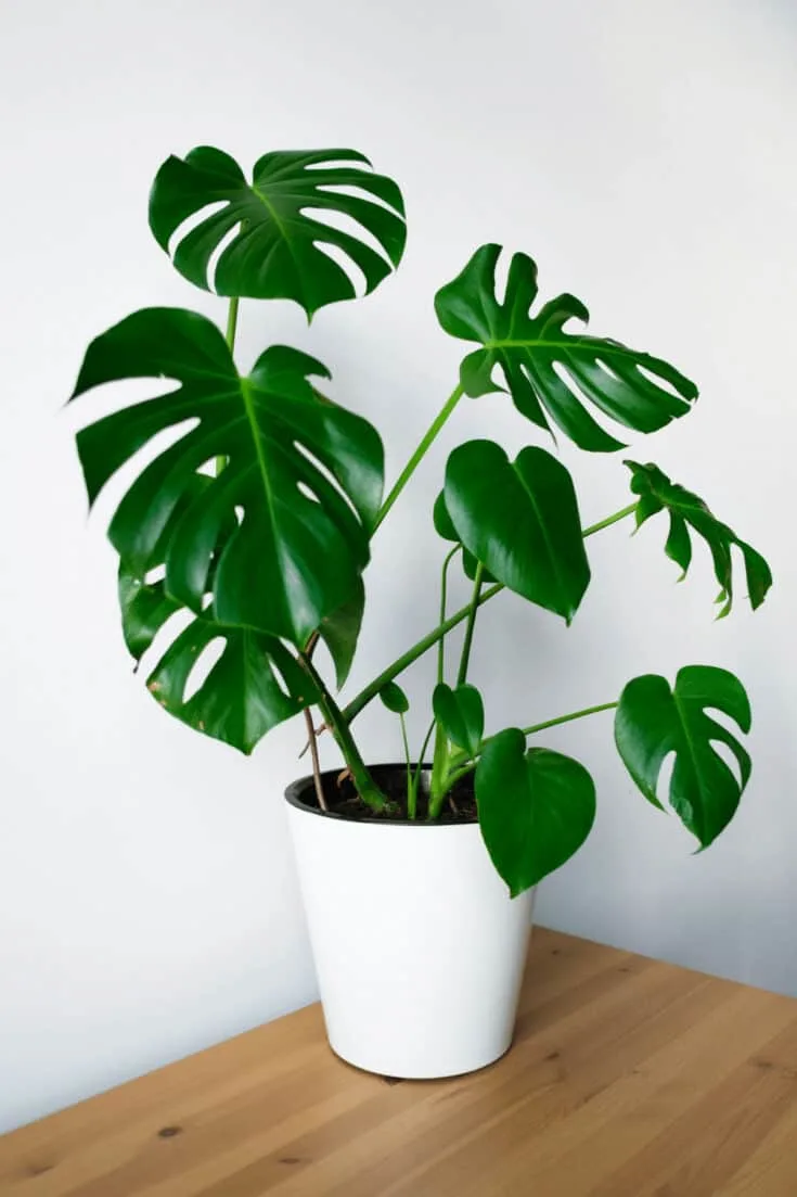 The Best Soil For Monstera deliciosa is a soil high in organic matter that drains well