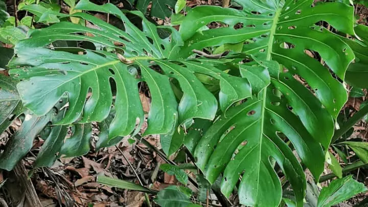 The Best Soil for Monstera Deliciosa is airy and allows for great drainage