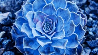 最漂亮的蓝色肉质植物