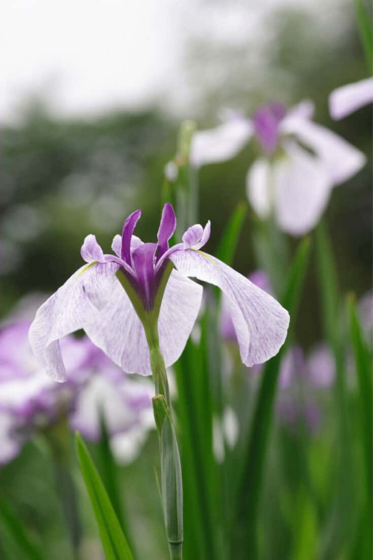 日本Iris的根源在冬天需要保持干燥
