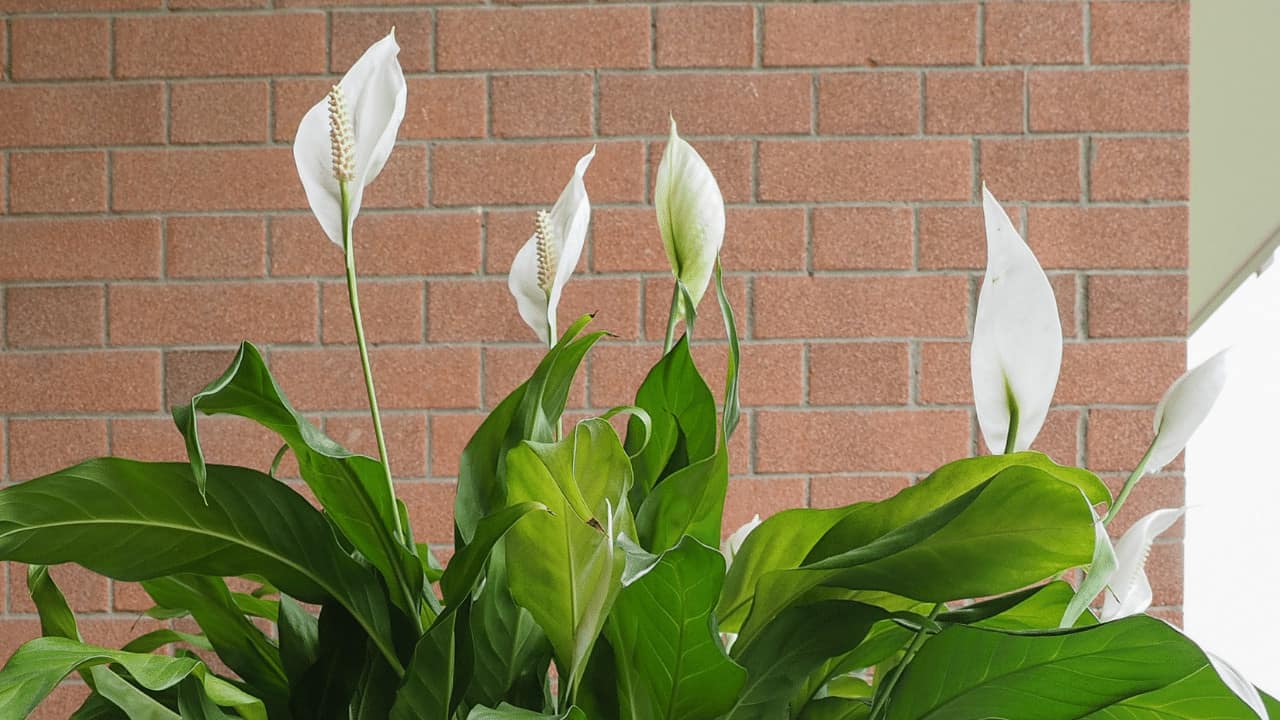 Tips of a Peace Lily are Turning Brown