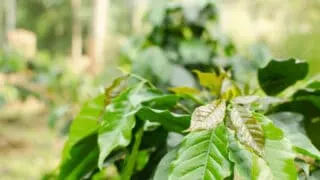 What Causes Coffee Plants to Have Brown Leaves