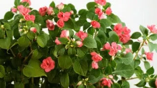 What Causes Impatiens to Wilt
