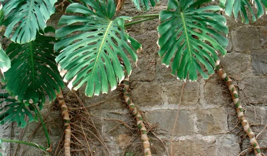 What To Do with Monstera Deliciosa Aerial Roots