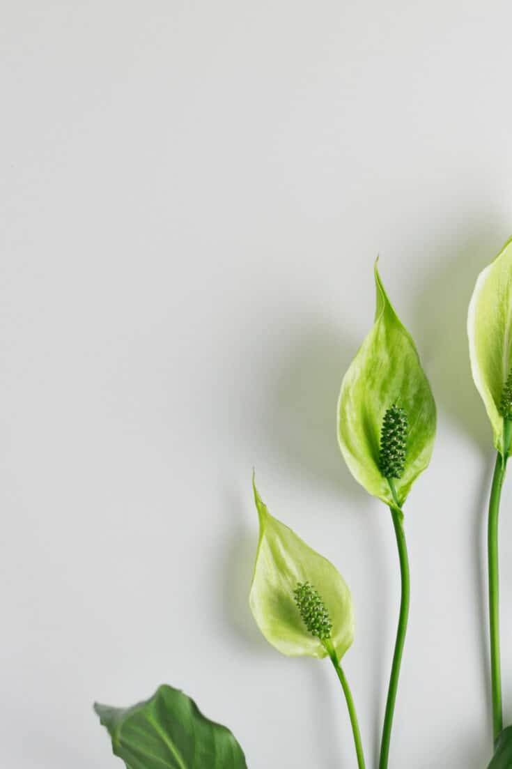 When Peace Lily flowers are not yet fully developed they are green in color