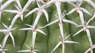 White Spots on Cacti