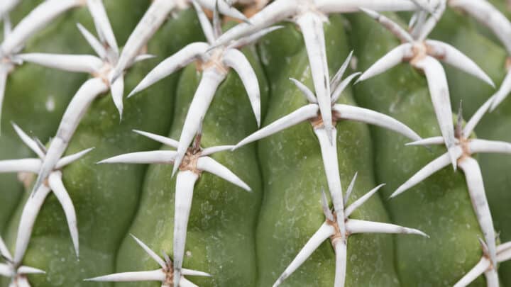 White Spots on Cacti – Reasons And Remedies