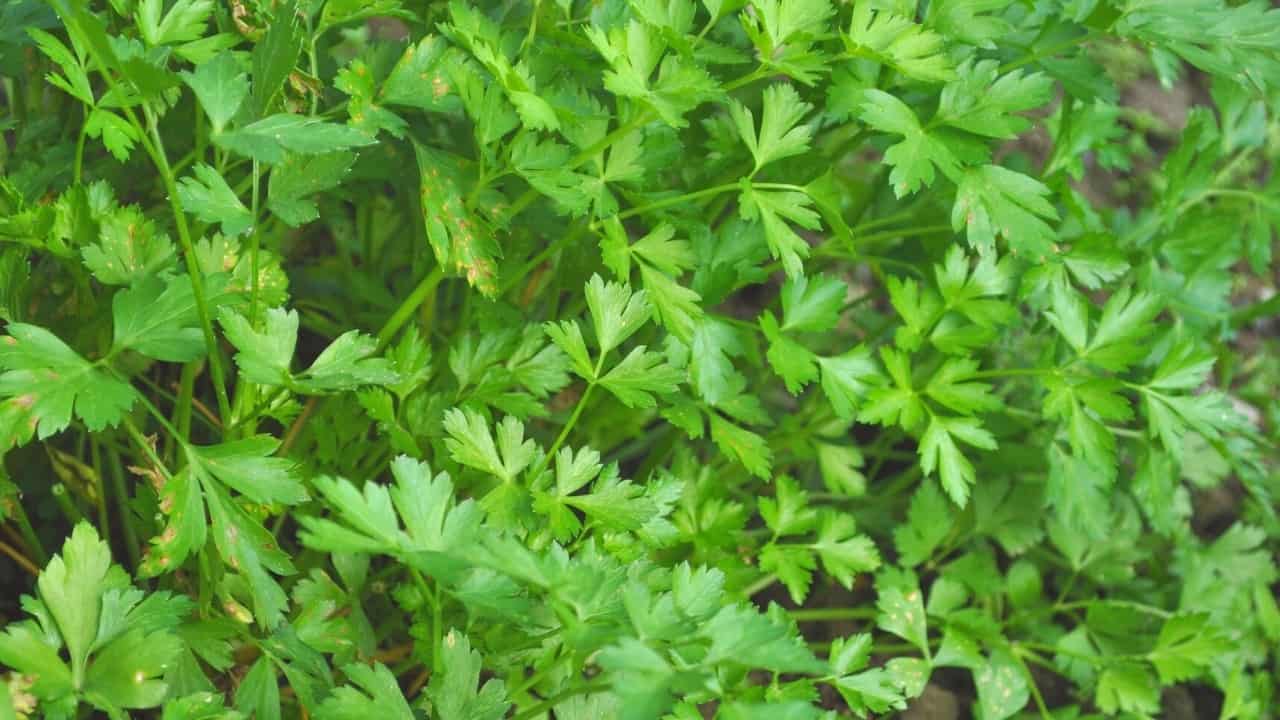 7-reasons-for-white-spots-on-parsley-and-how-to-fix-it-app