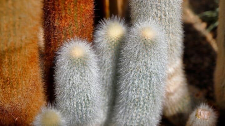 Here’s Why Your Cactus Turned Brown and How to Save It