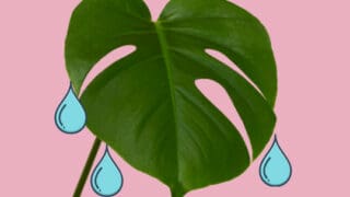 Why Monstera Deliciosa Is Weeping