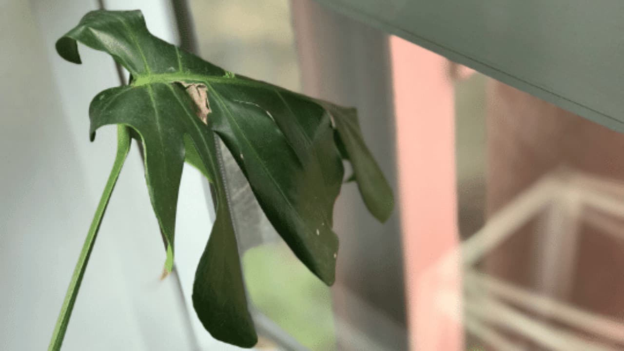 Why Monstera Deliciosa Leaves Curl