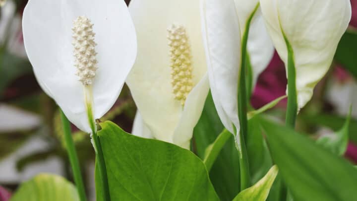 Will A Peace Lily Root in Water (Spathiphyllum)? #1 Best Answer